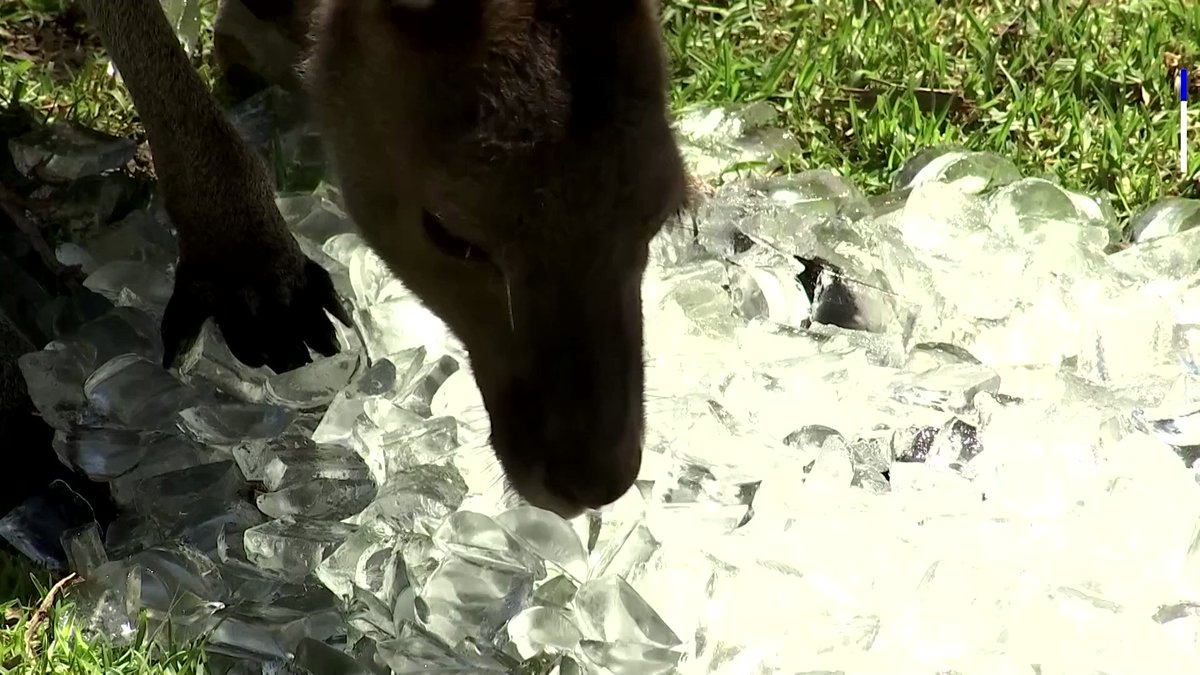 Santa Barbara Zoo Hours Today