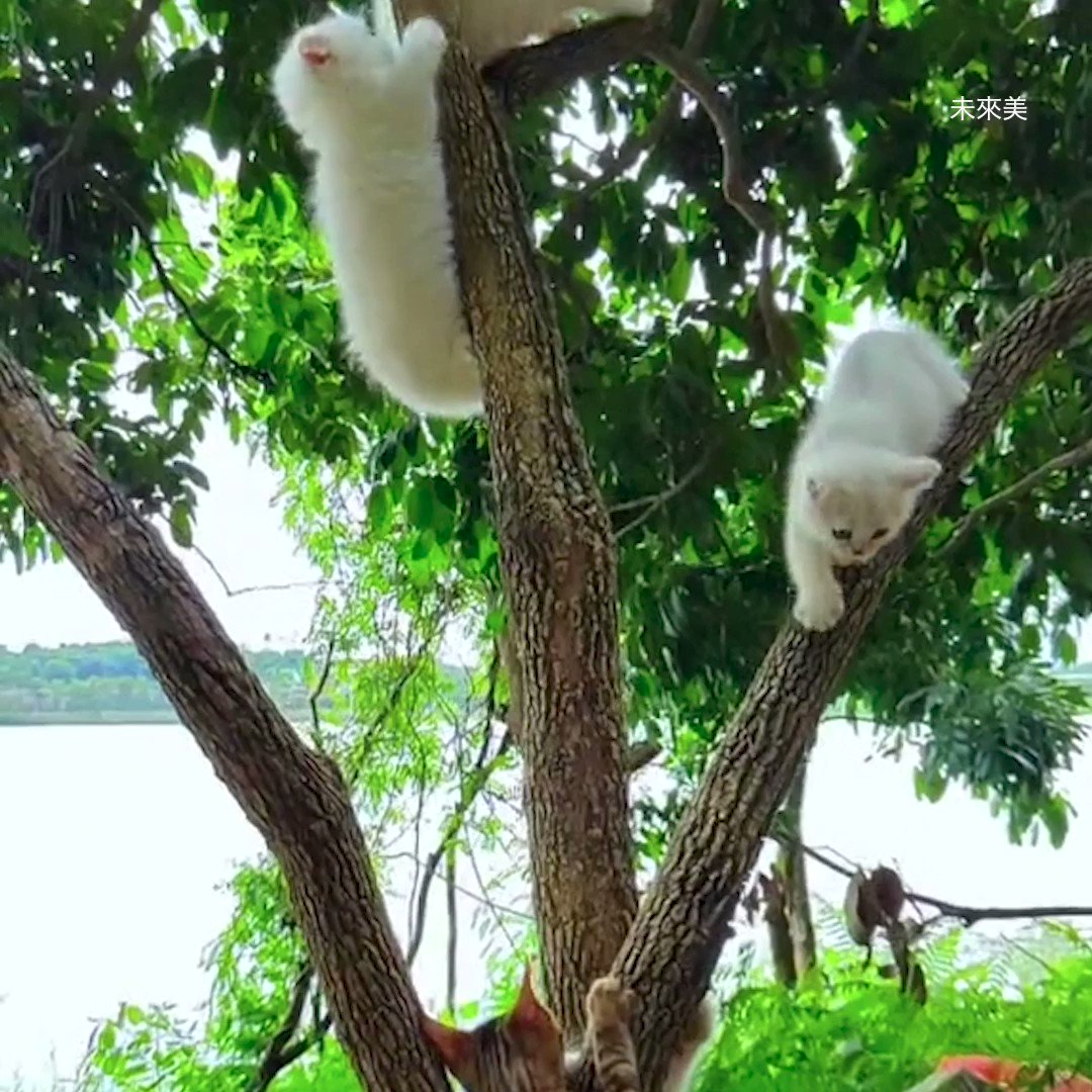 Meowed on Twitter "Cats grow on trees meowed https//t