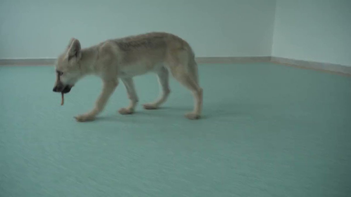 VIDEO: Biotecnólogos chinos anuncian que han clonado por primera vez un lobo  ártico