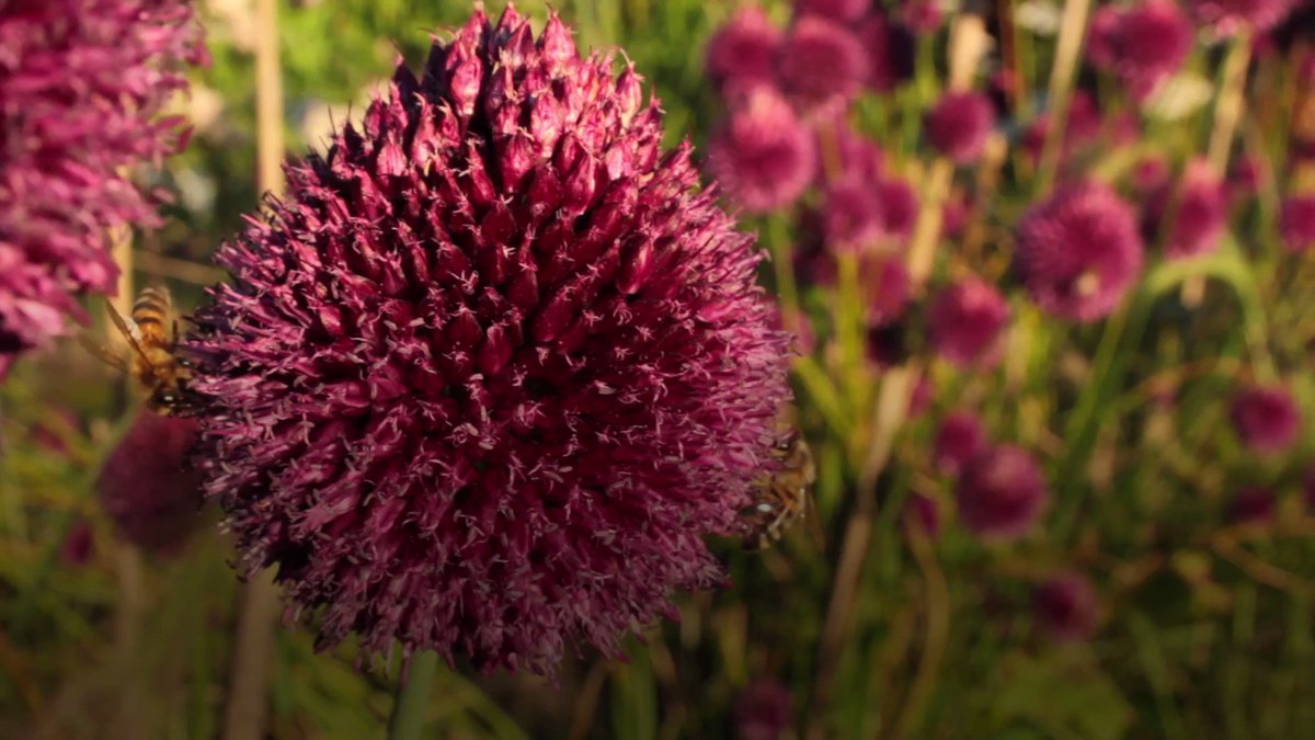 Oprah Daily On Twitter These Plants Are Great To Plant During The 