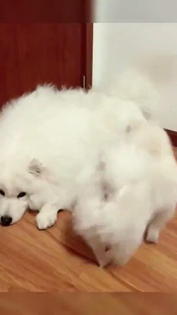 elsie on Twitter "RT Yoda4ever Pupper's favorite spot...🐕🐾🐶😅😍 https