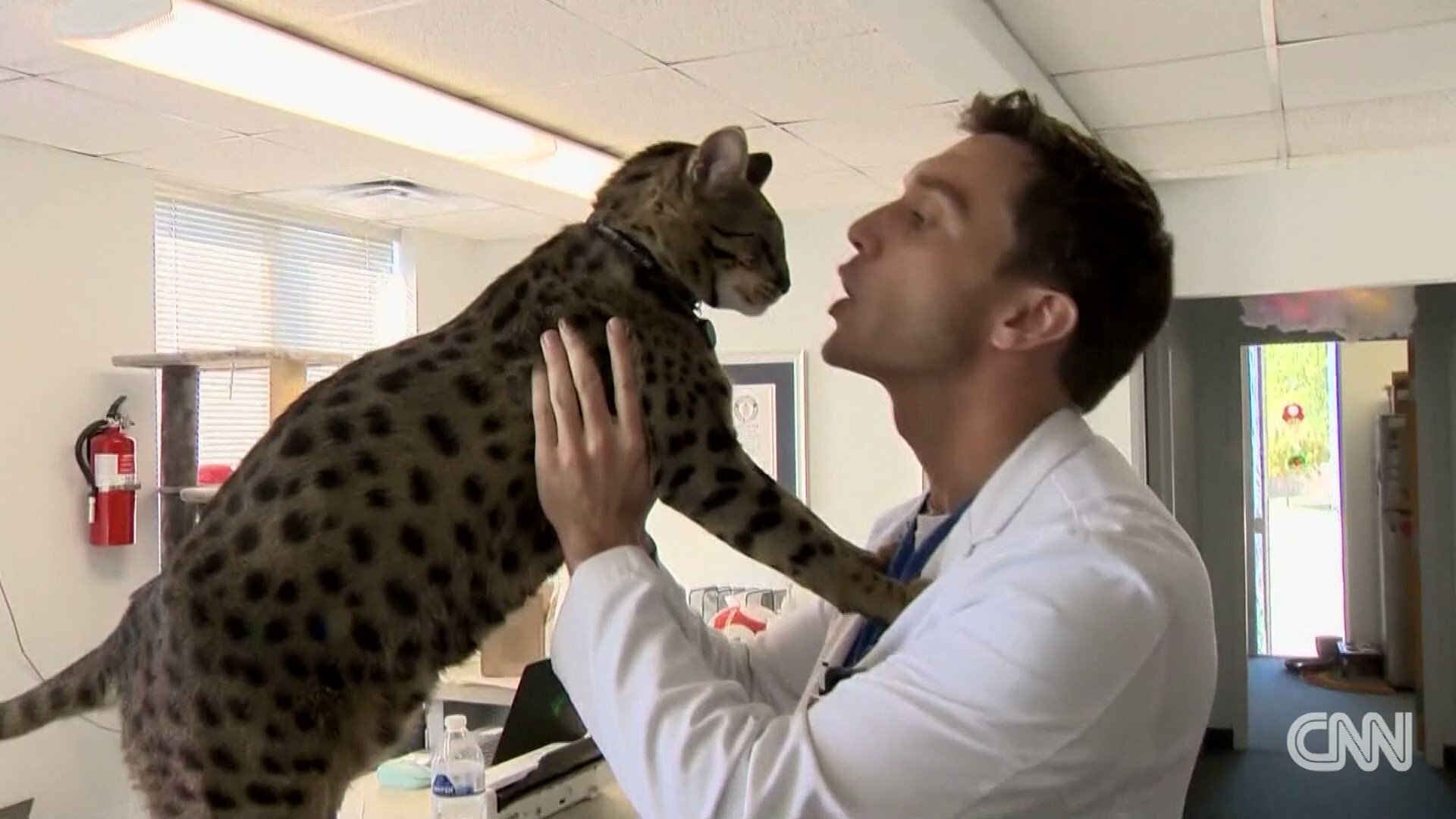 CNN on Twitter "A Michigan house cat has been named the tallest living domestic cat in the