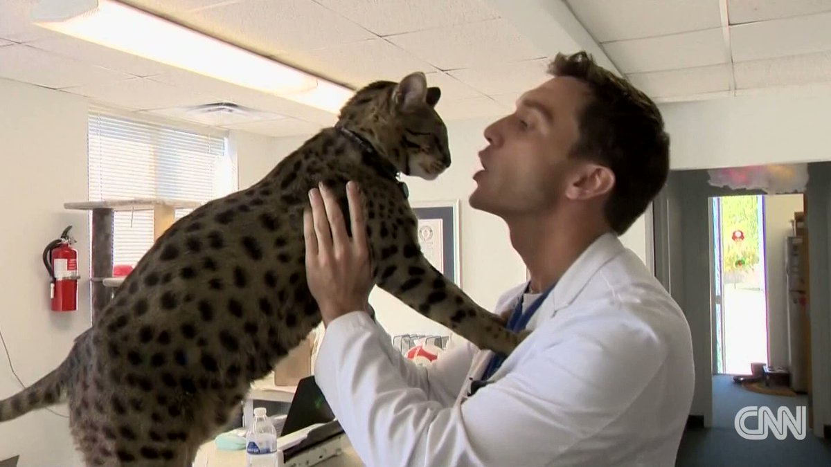 A Michigan House Cat Has Been Named The Tallest Living Domestic Cat In A Michigan House Cat Has Been Named The Tallest Living Domestic Cat In