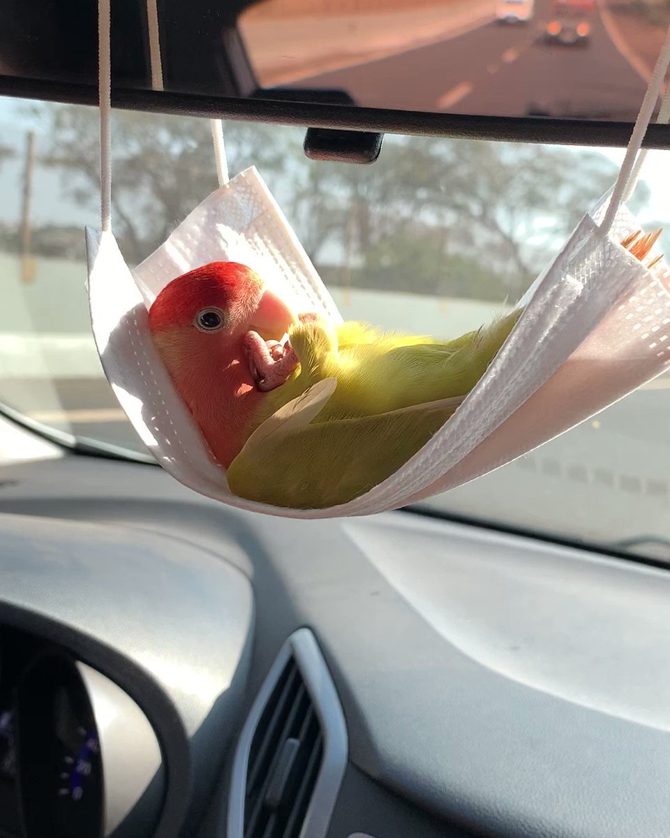 CreativeWolf on Twitter "RT ladbible Just a parrot chilling out in