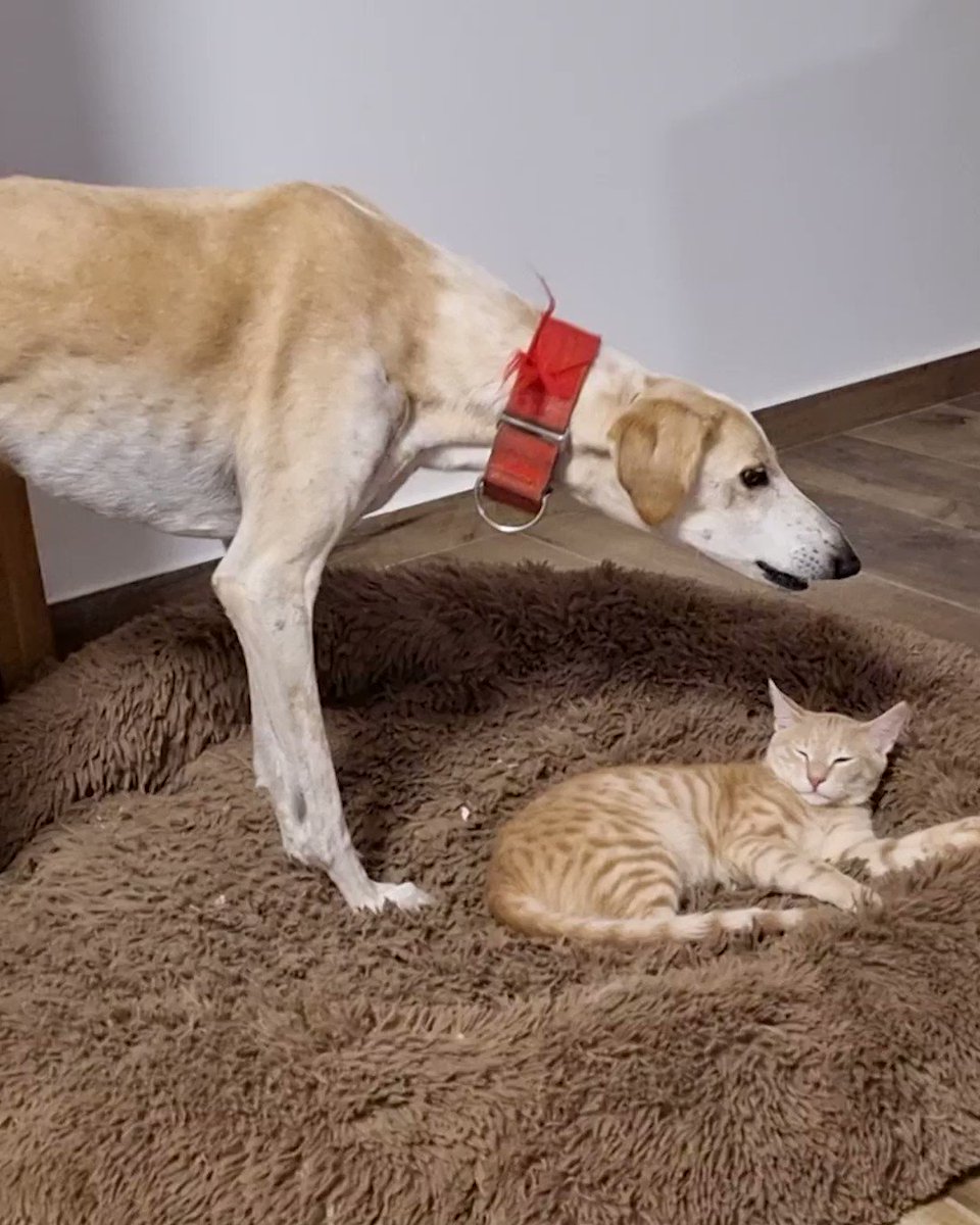 Chloe on Twitter "RT ladbible It's the cat's bed now 😂😂"