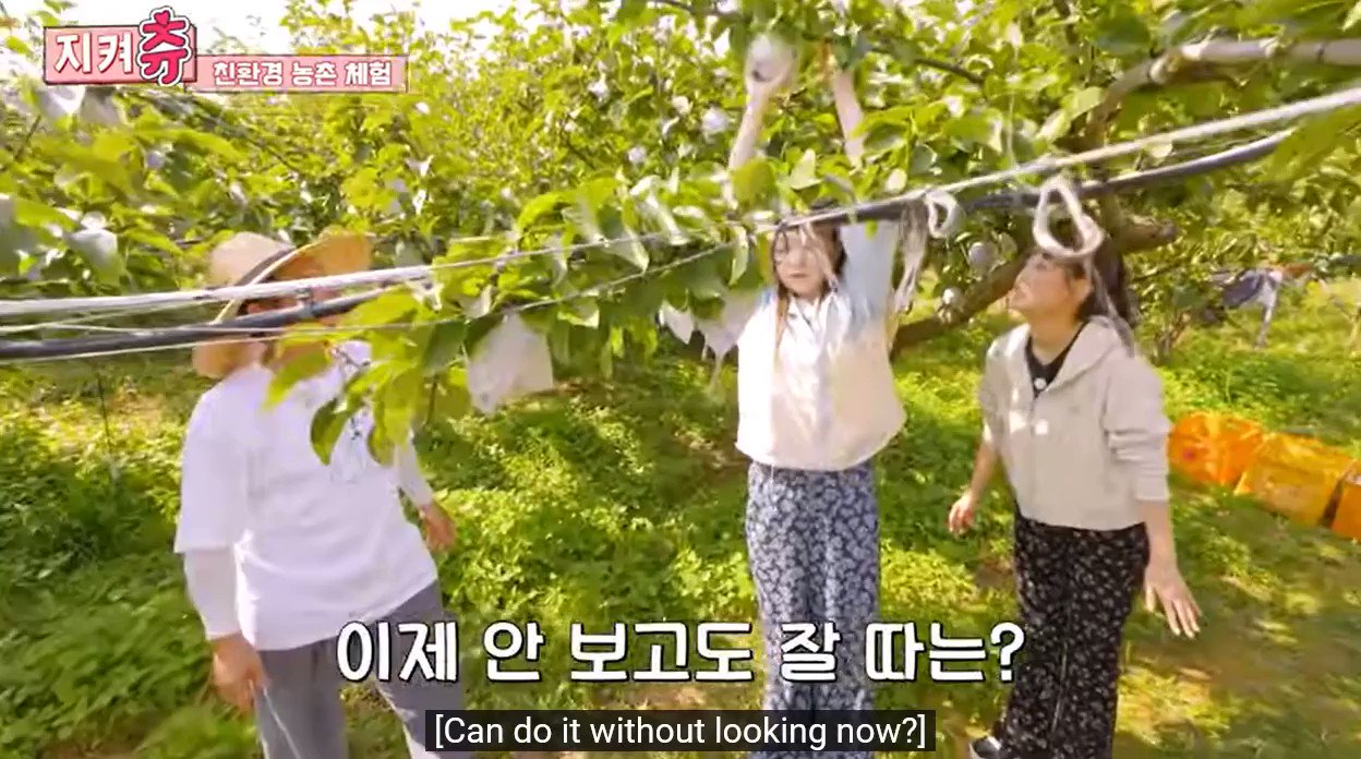 Dynamic duo of Chuu & Tsuki can make picking pears entertaining on 'Chuu  Can Do It' – Asian Junkie