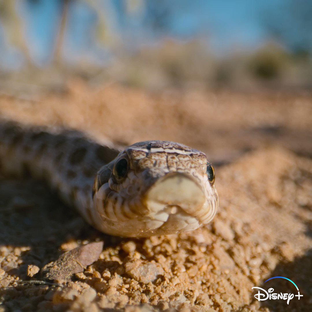 National Geographic TV on Twitter: "In the face of danger, the hognose