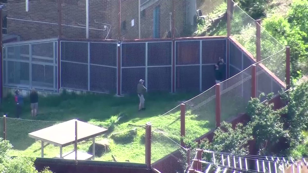 reuters-on-twitter-five-lions-managed-a-short-escape-from-their