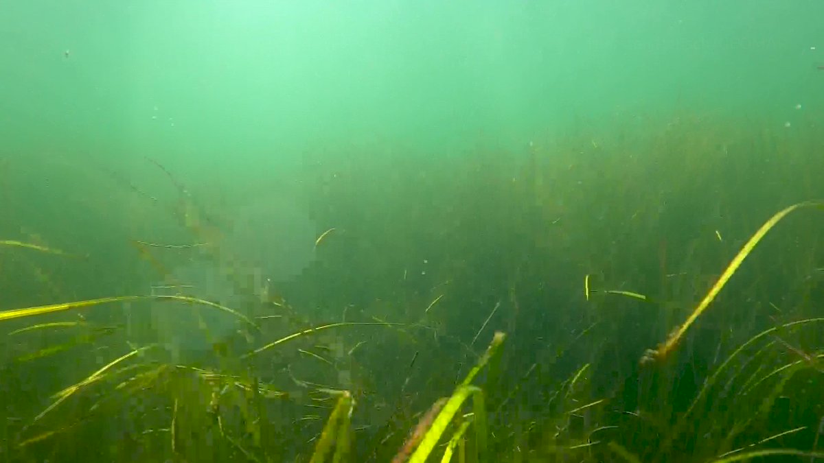 thaiparampil on Twitter "RT Reuters WATCH Seagrass fields in the