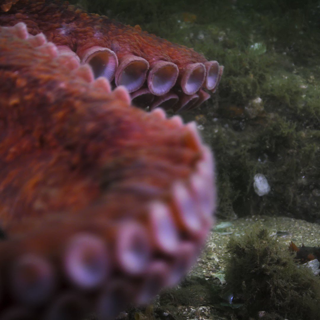 National geographic tv on twitter capturing specific animal behavior
