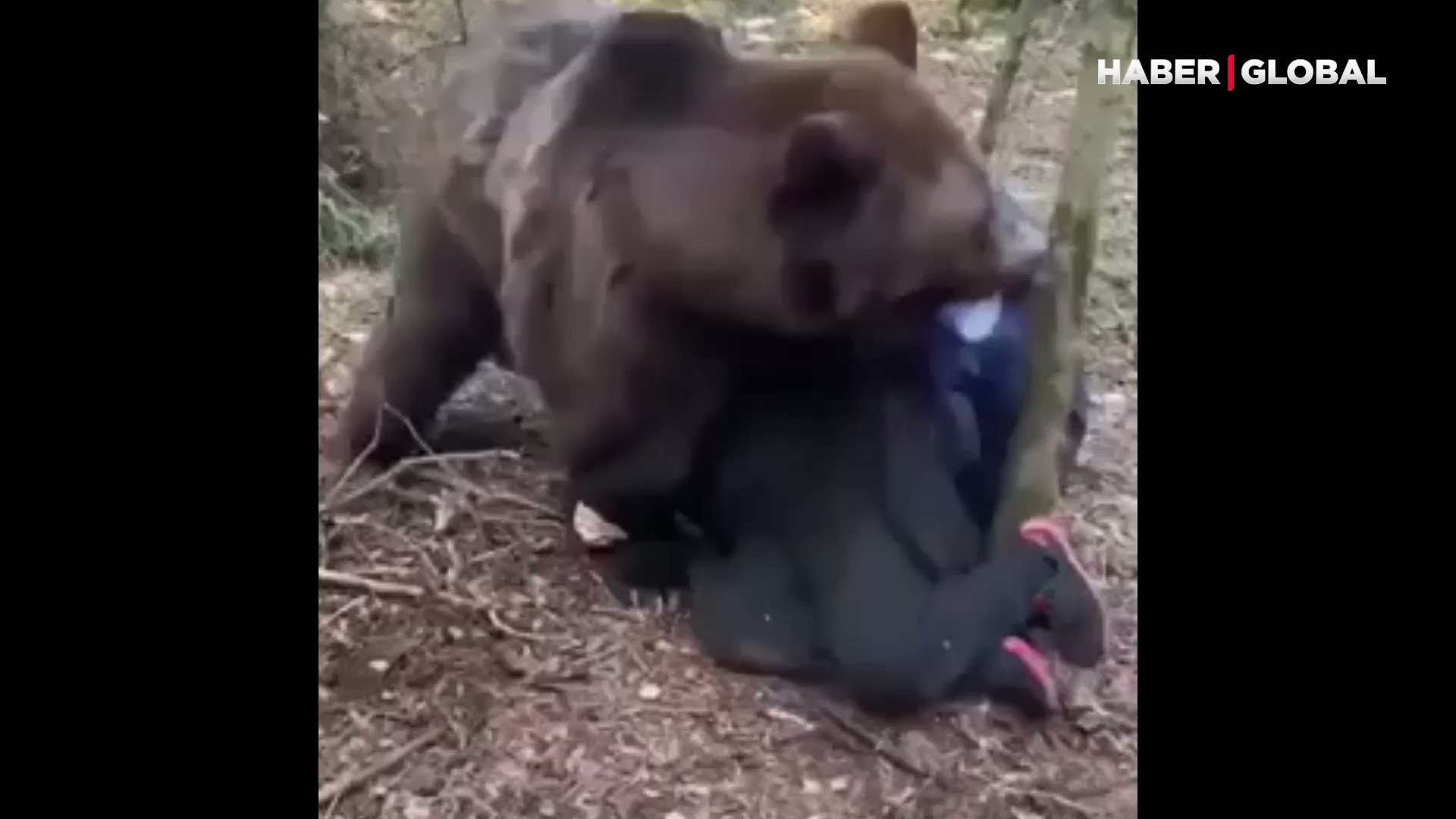 Нападение медведя на человека