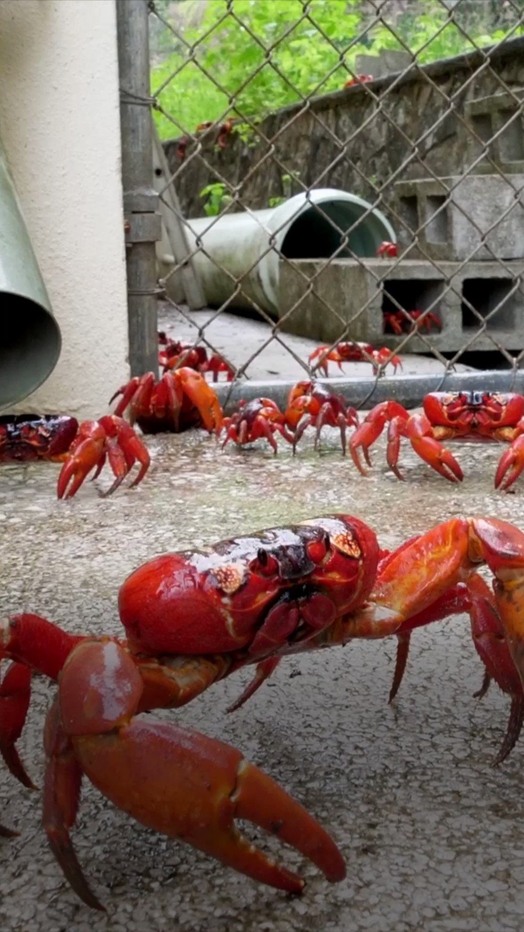 @bbcweather: Why did the crab cross the road?…They’re travelling from the forest to the coast on Christmas Island to spawn, the migration beginning shortly after the first rainfall of the wet season. BBC Weather (@bbcweather) / Twitter