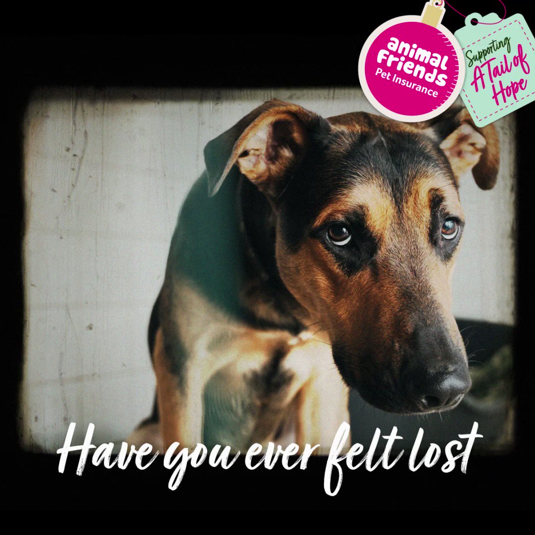 Animal Friends (@AFPetInsurance) / Twitter Animal Friends (@AFPetInsurance) / Twitter