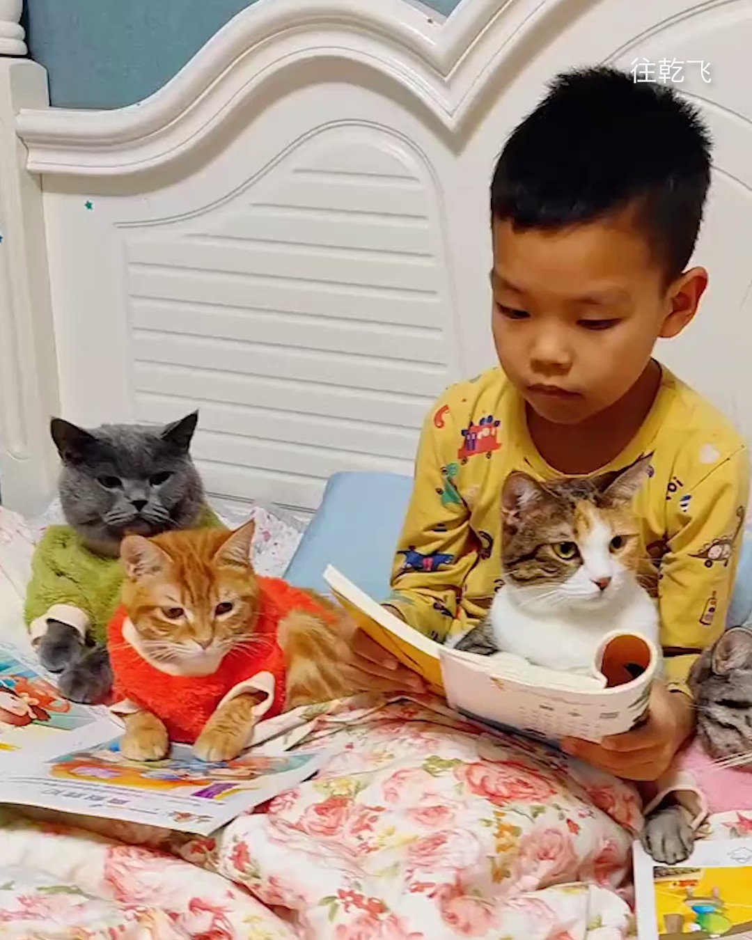 meowed-on-twitter-we-can-t-go-to-sleep-without-a-bedtimestory-meowed