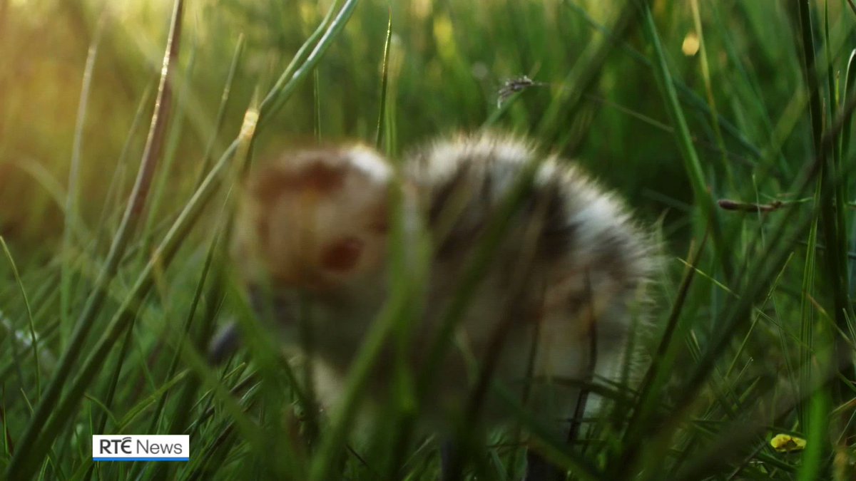 Namara talking hamster sales