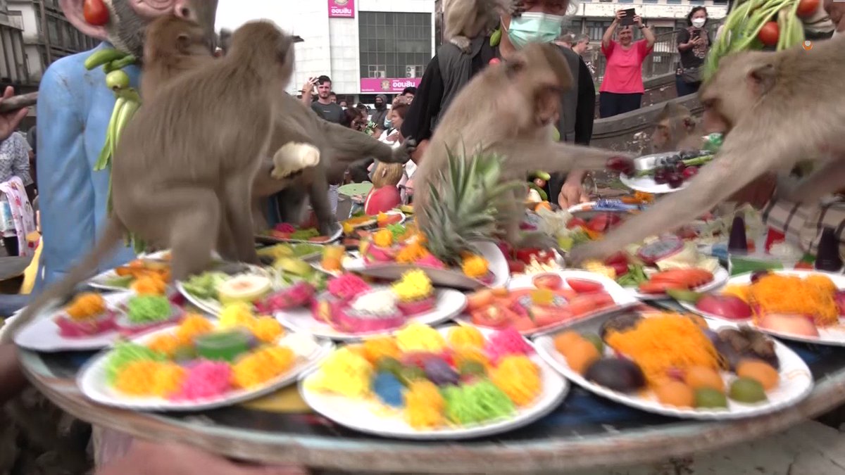 Weekend watch: Thousands of macaques feasted on fruits, desserts and