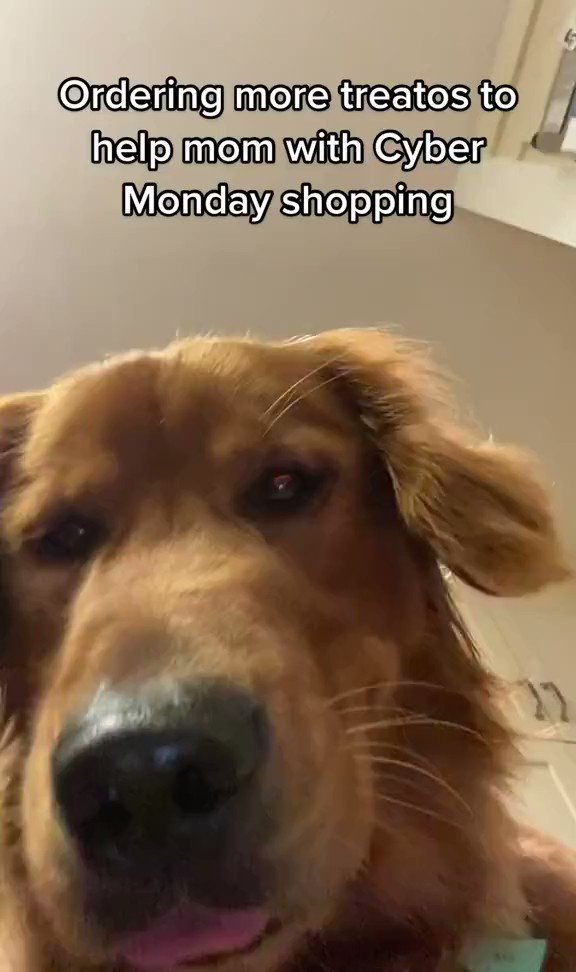 Wellness Pet Food (wellnesspetfood) / Twitter