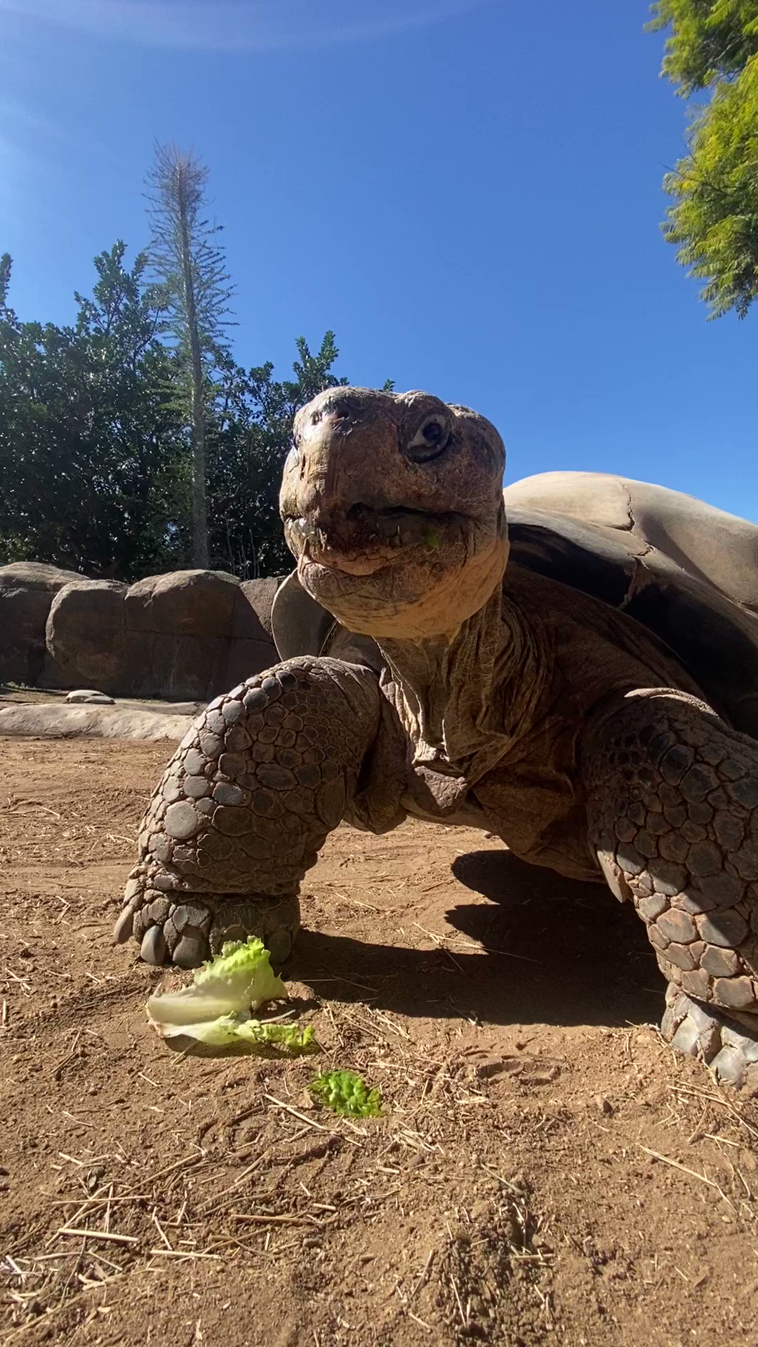 San Diego Zoo Wildlife Alliance on Twitter: "It's Grandma's birthday