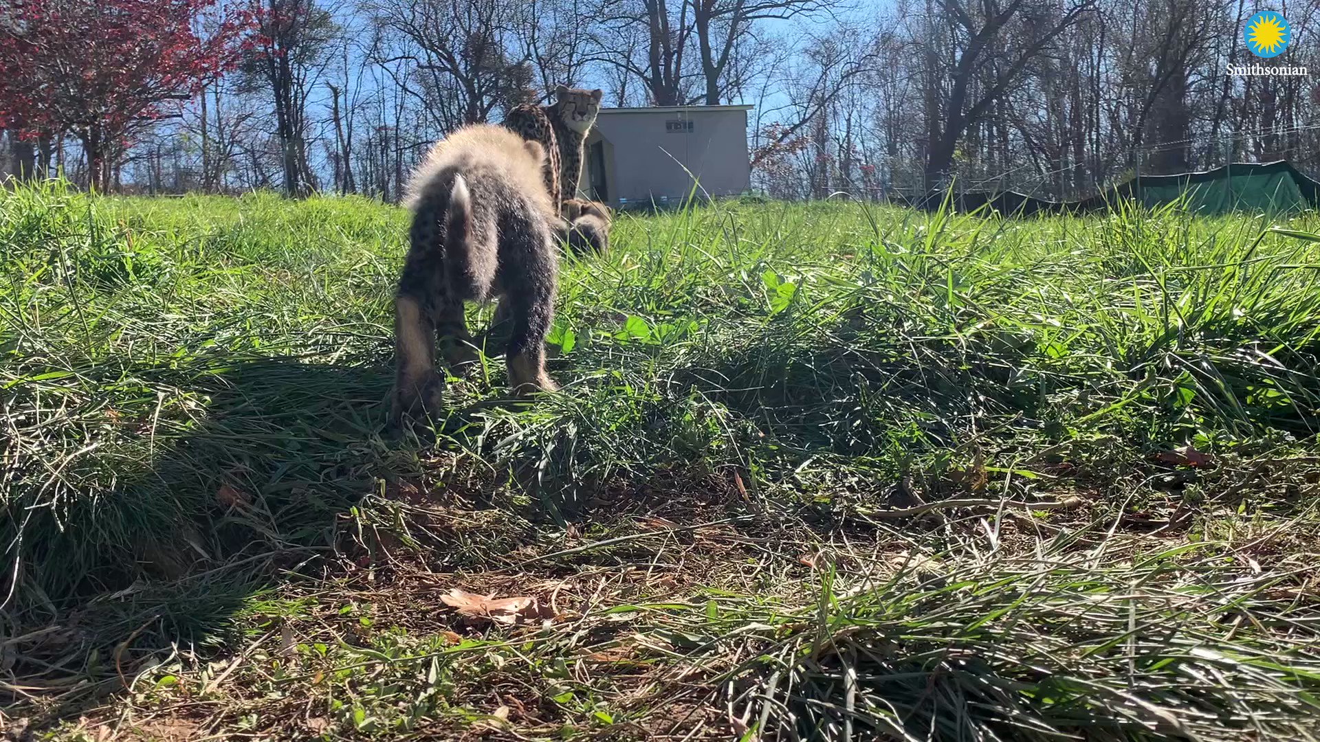 National Zoo on Twitter: "🔊Turn your sound up for this #