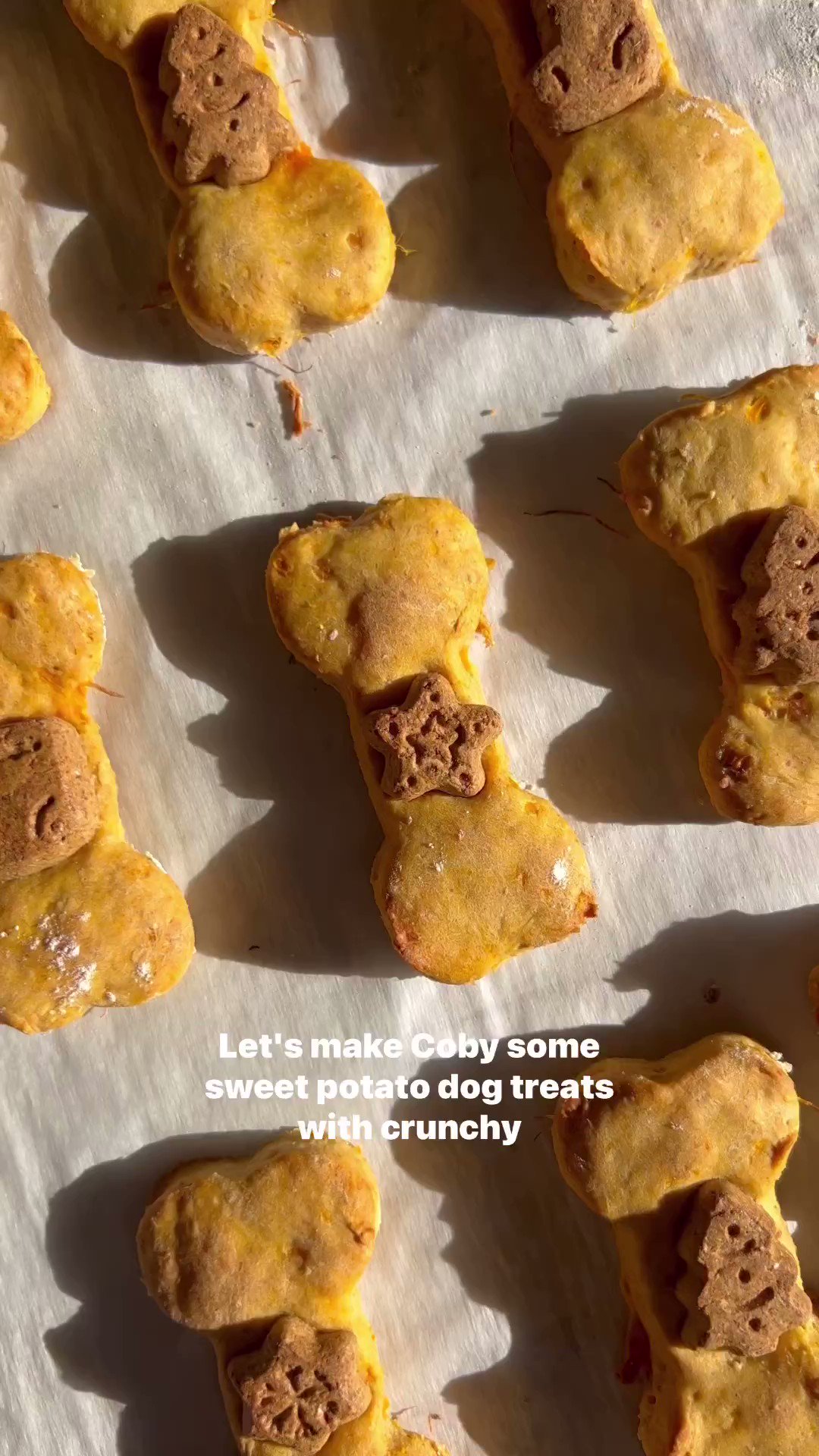 Wellness Pet Food (wellnesspetfood) / Twitter