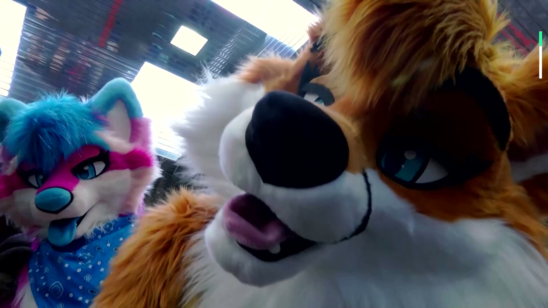 reuters-on-twitter-watch-thousands-of-furry-fans-from-across-the