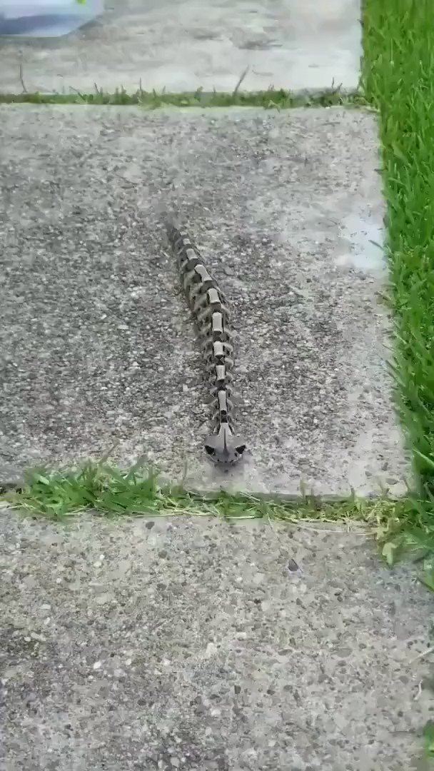 oddiy-terrifying-on-twitter-the-gaboon-viper-is-typically-found-in