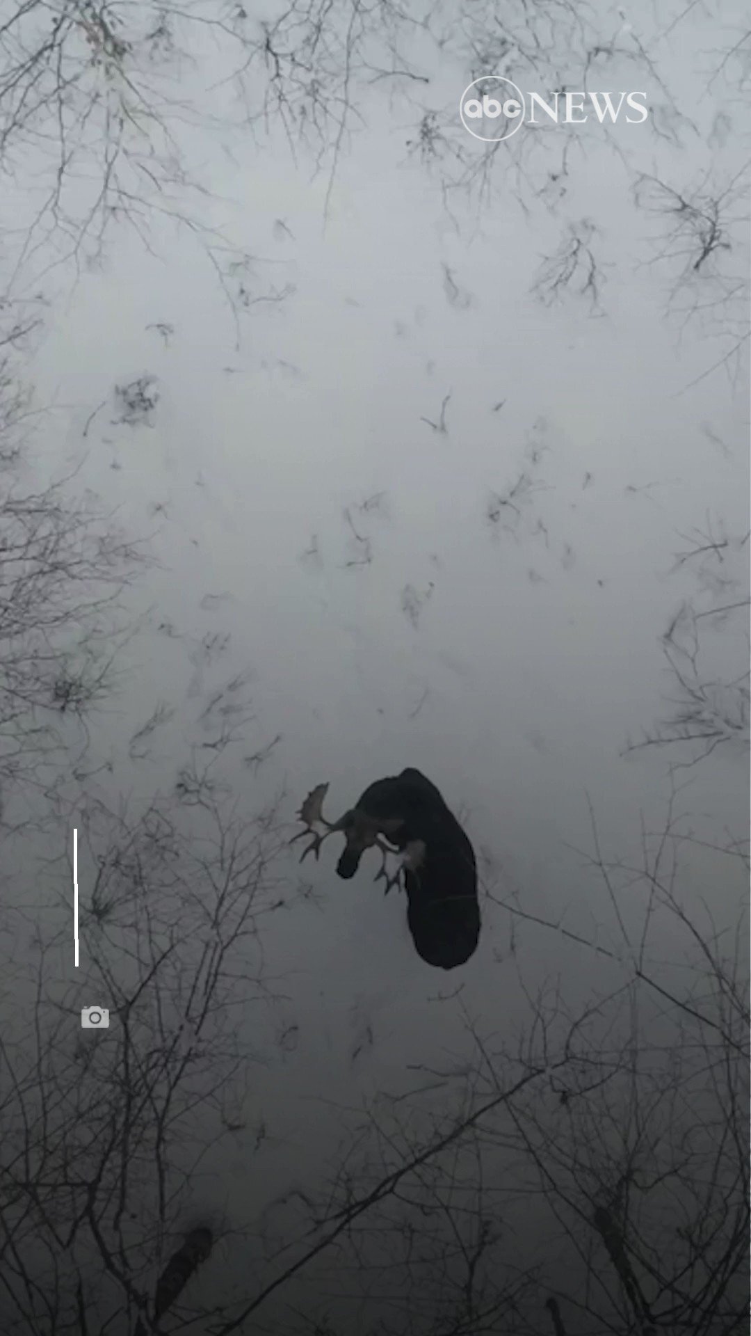 ABC News on Twitter: "RARE SIGHTING: Drone footage captured the moment