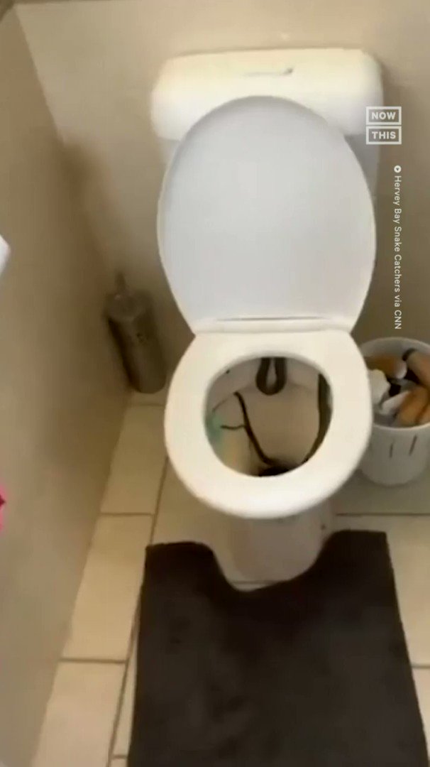 Watch: Reptile wrangler removes snake from toilet at Australian home 