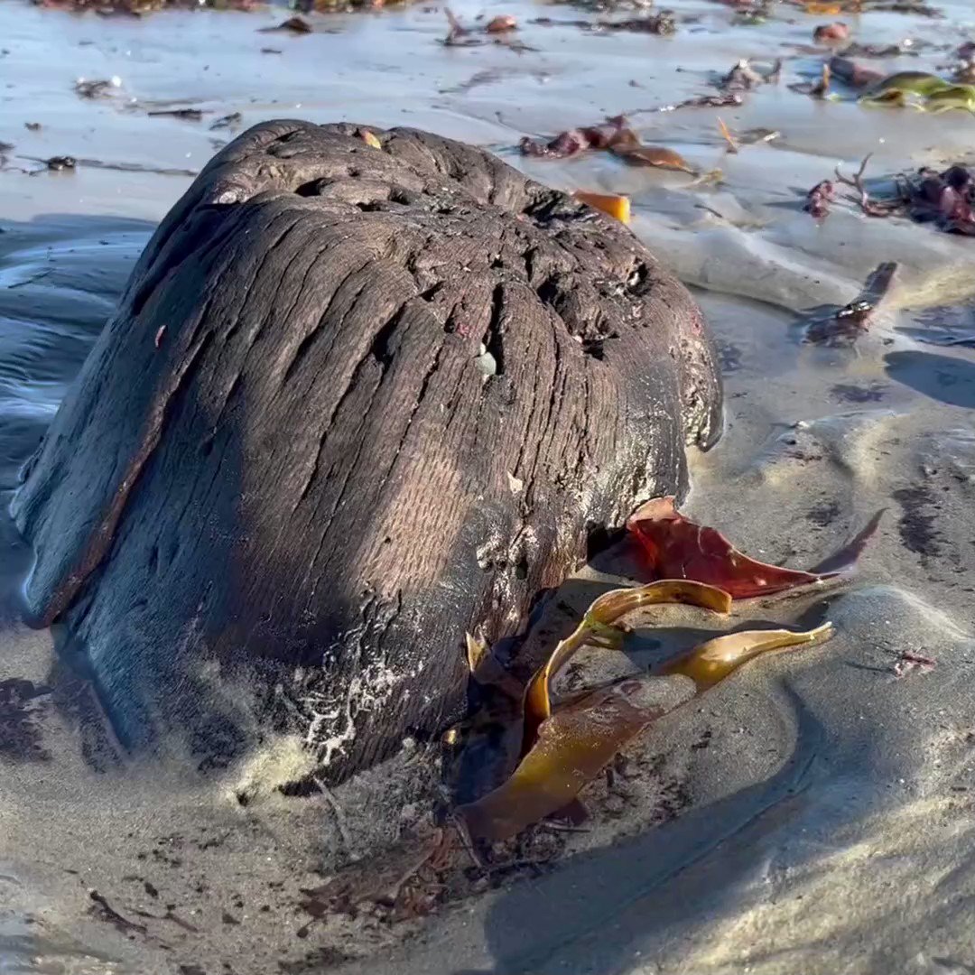 Cornwall Live on Twitter "Ancient submerged forest in Cornish bay
