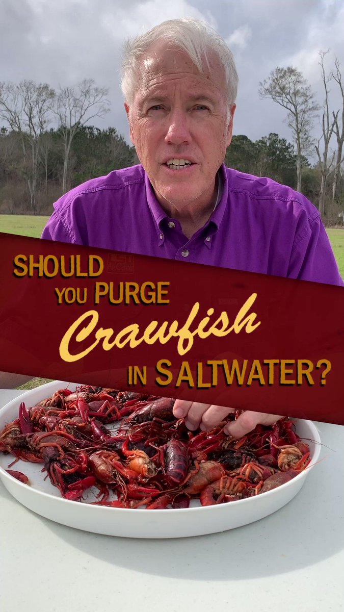 LSU AgCenter on Twitter "Should you wash your crawfish in saltwater