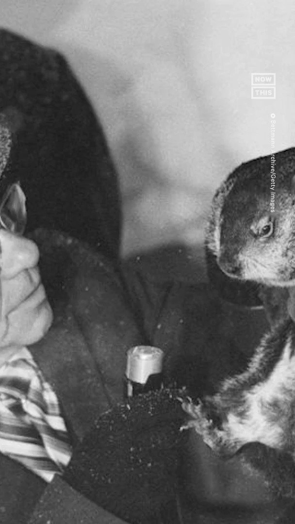 From Punxsutawney Phil to Thistle the Whistlepig, weatherpredicting