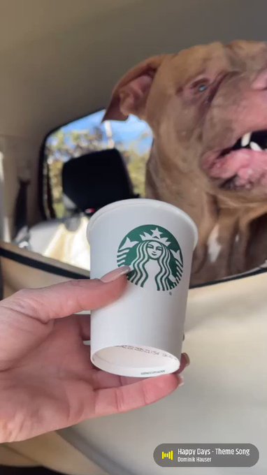 Mugsy loved his first pup cup! 😂👍🏼 https://t.co/rU02Mcox76