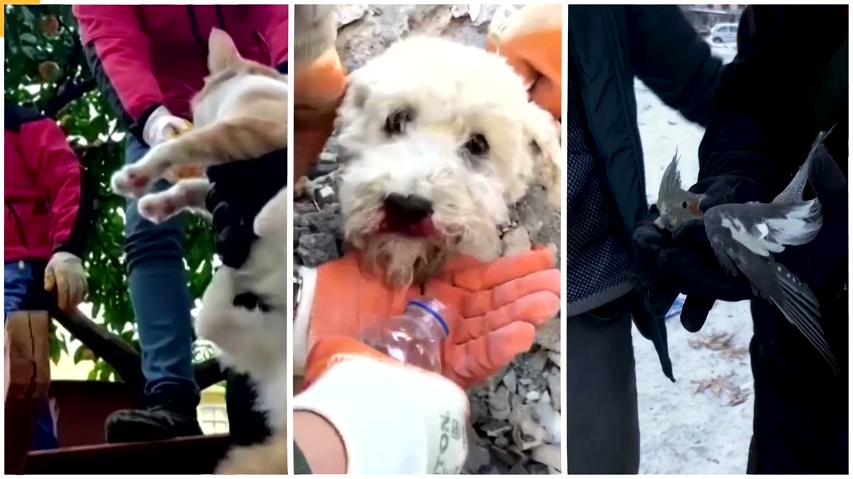 mold on Twitter "RT Reuters Rescue workers save various animals