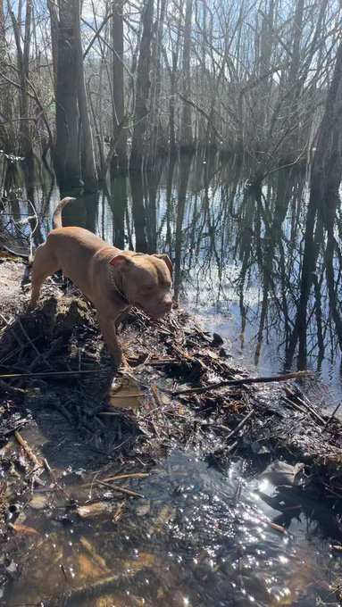 Mugs checking out the beaver dam 🦫 https://t.co/fRFdtBBovT