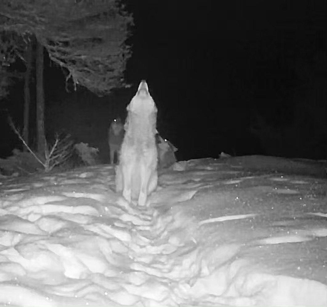 ミカル on Twitter: "RT @DWesthawk: Grey wolves howling - sound up"