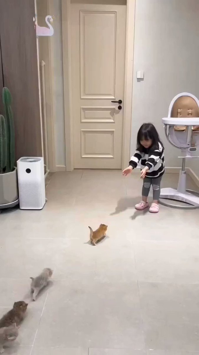 Cats🐱 on Twitter