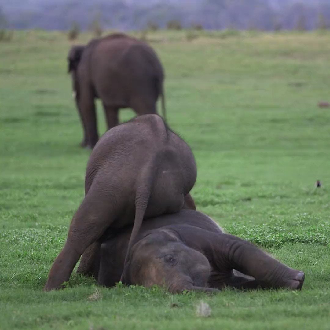 Animal Planet on Twitter: Animal Planet on Twitter: