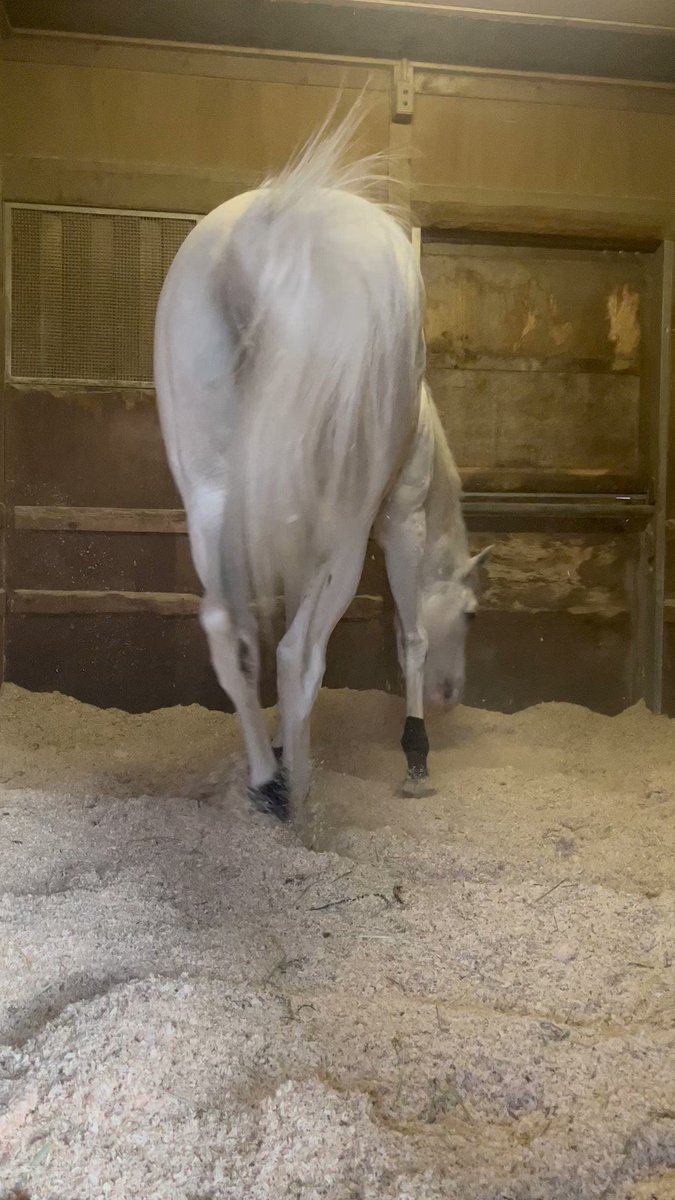 ほんとに気持ち良さそう☺️ｺﾞﾛｺﾞﾛ
ハヤヤッコ がんばってね🏇✨

そして…
国枝厩舎🤍x幸さん！！！
(前回 2020.8 ﾚｯﾄﾞﾛｰｾﾞｽ ←？)
超応援案件です\(//∇//)\💕 