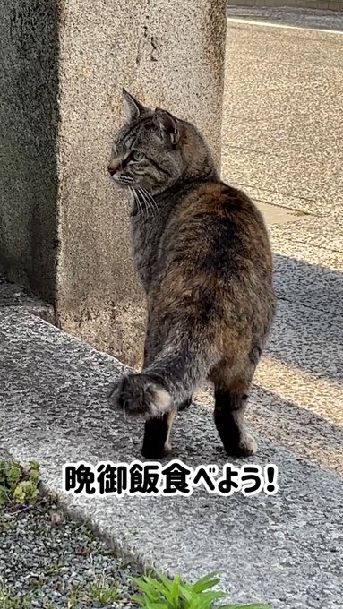 ゆとり炉 一輪挿し のそき見シリーズ 猫 merafm.com