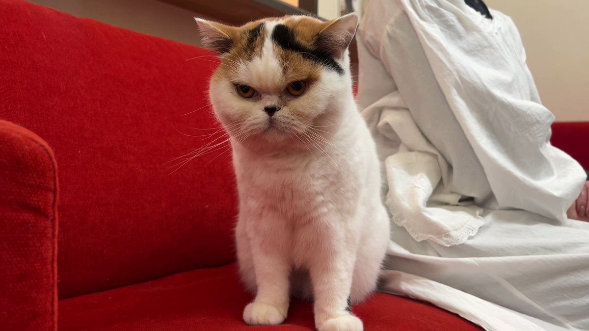 ひし型 ラリック 猫 置き物 | mcshoescolombia.com.co