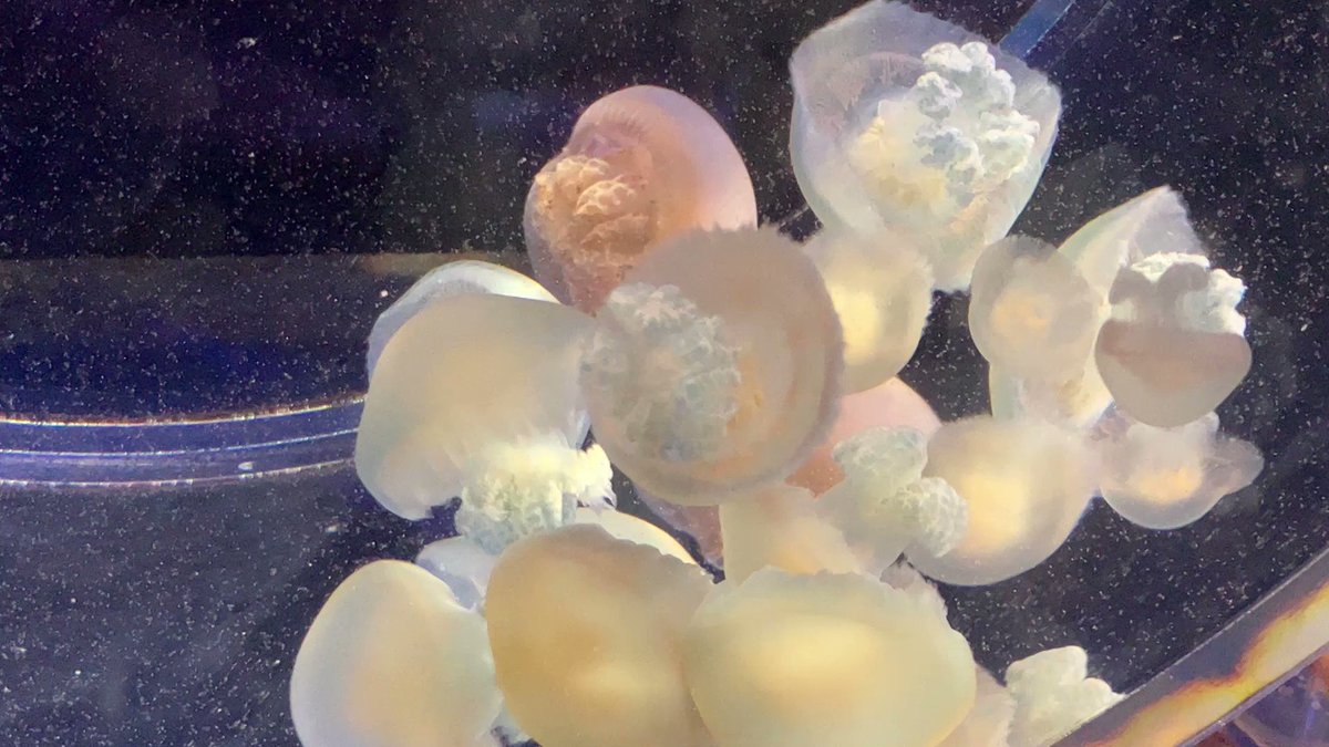 ᙅ⩬~ᙅ⩬~ᙅ⩬~ᙅ⩬~ᙅ⩬~ᙅ⩬~

    スイスイ( 〜 ˙꒳​˙ )〜
       
             スイ~~ᙅ⩬~

スイヨウビ~ᙅ⩬~

ᙅ⩬~ᙅ⩬~ᙅ⩬~ᙅ⩬~ᙅ⩬~ᙅ⩬~ 