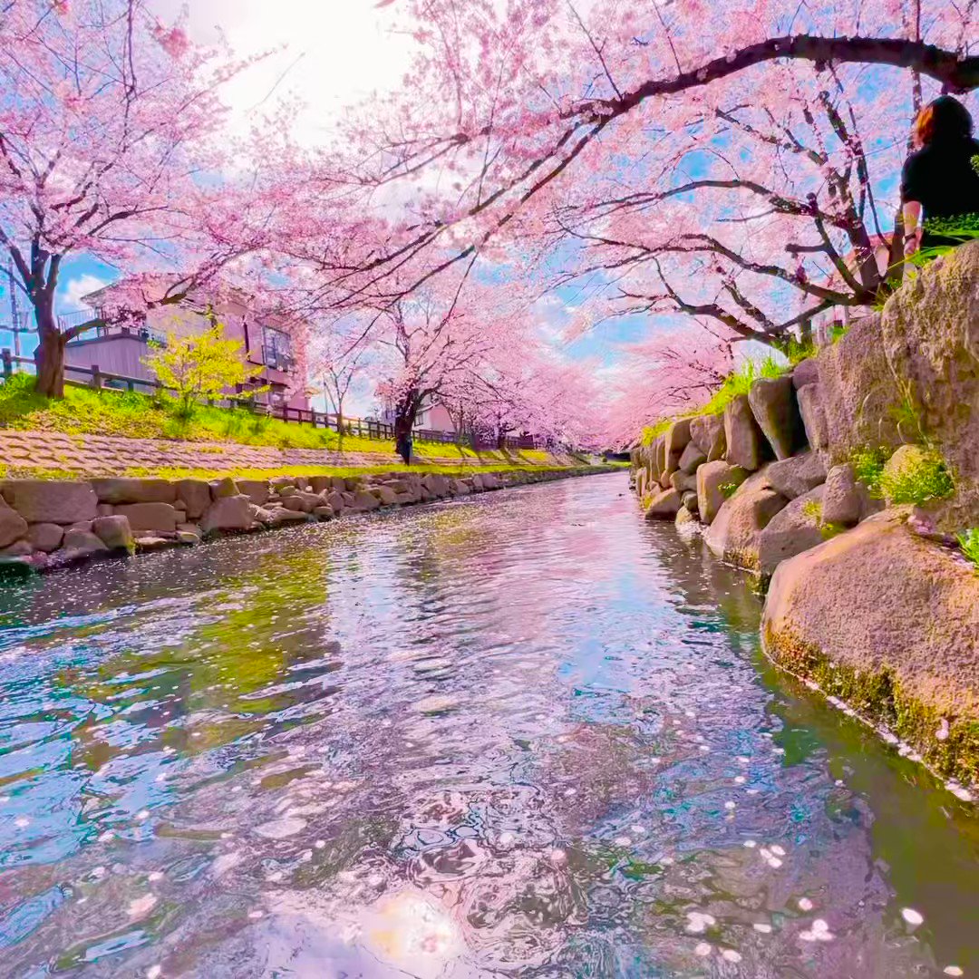 桜ひより画集 sakura letter | 商品カテゴリ一覧,宝島社公式商品