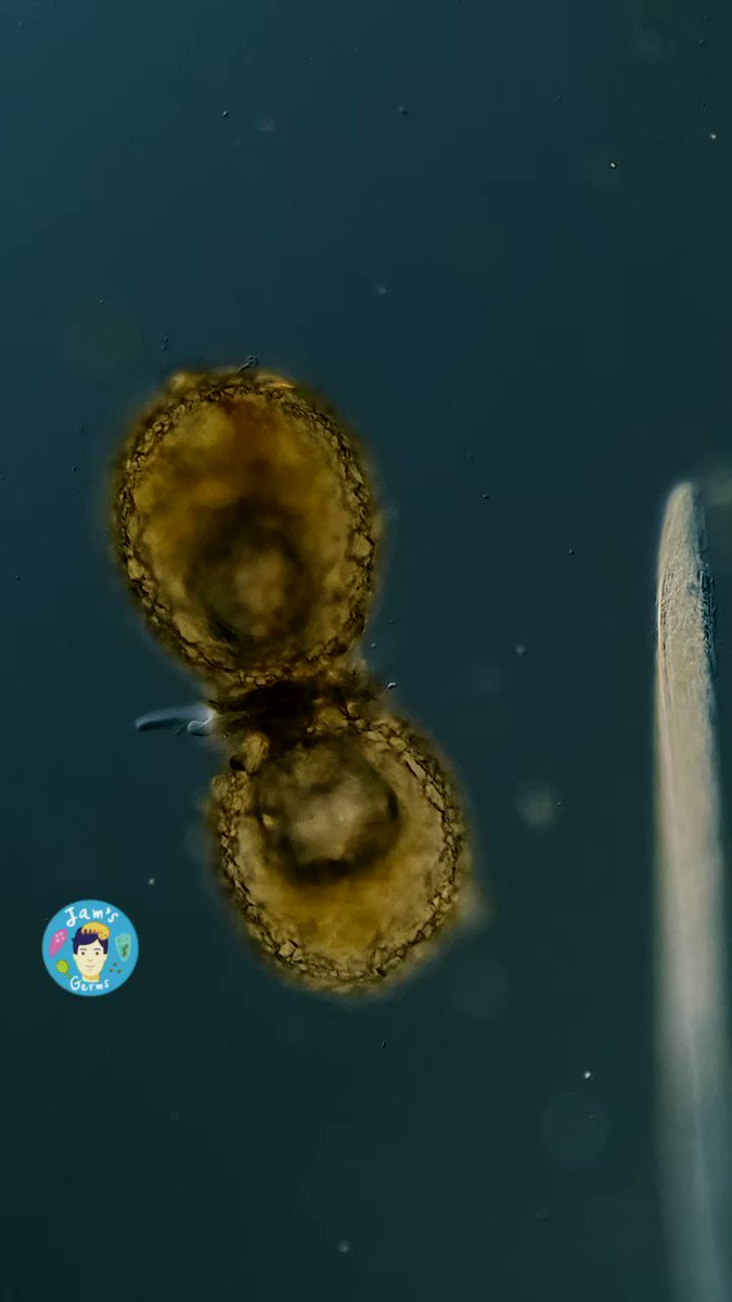 Reinaldo F Cristo on Twitter "RT jam_and_germs This is a shell