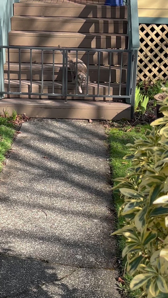 The Catluminati on Twitter "Let’s wish Area Rug Mary a good journey