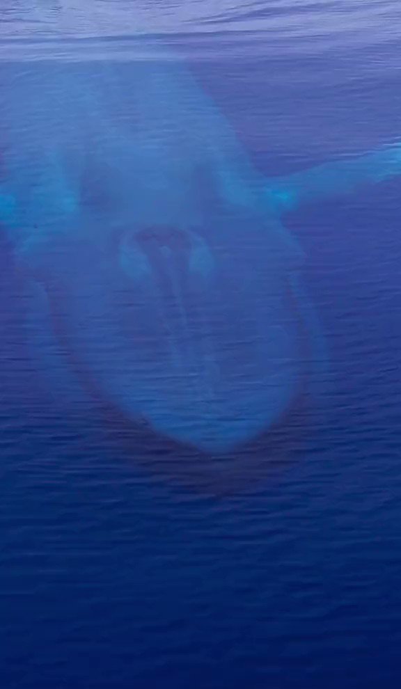 tansu-ye-en-on-twitter-whoa-the-largest-living-animal-ever