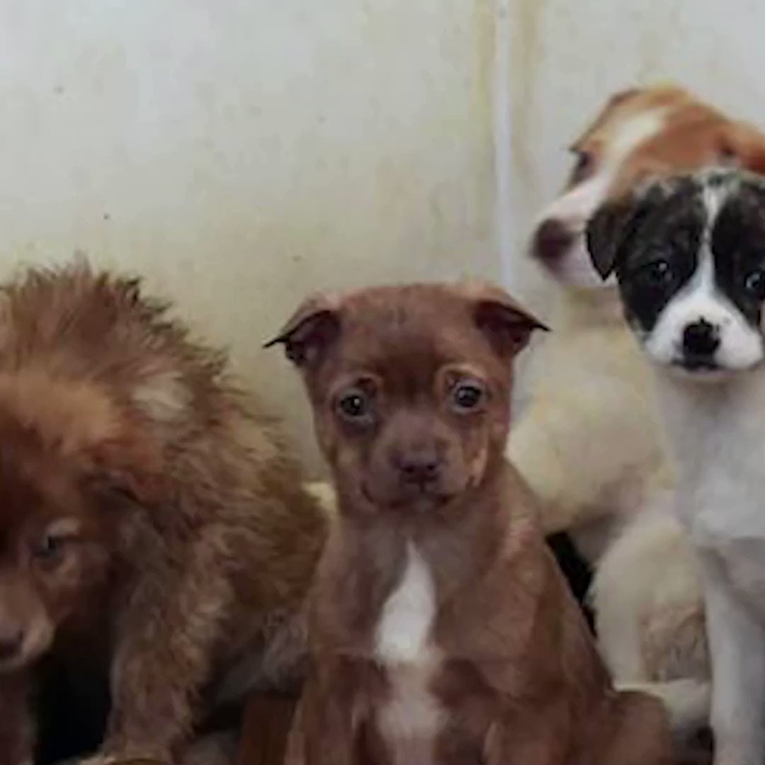 Daily star on twitter over 10 million dogs are thought to be eaten in