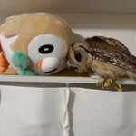 一緒にいられて幸せみたい。フクロウとモクロー。