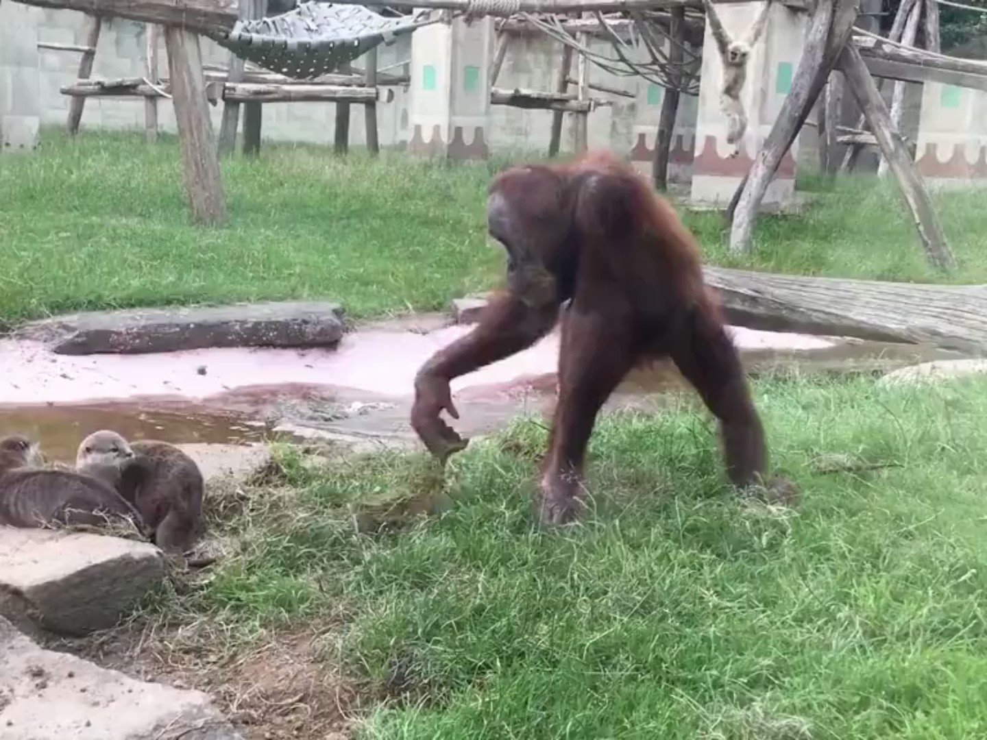 Buitengebieden On Twitter Don t Mess With Otters Https t co buitengebieden-on-twitter-don-t-mess-with-otters-https-t-co