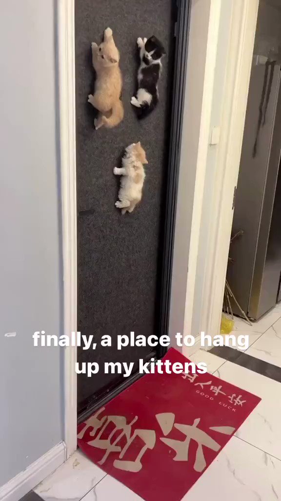 Tweets of Cats on Twitter: "https://t.co/njuluYmQiS" / Twitter