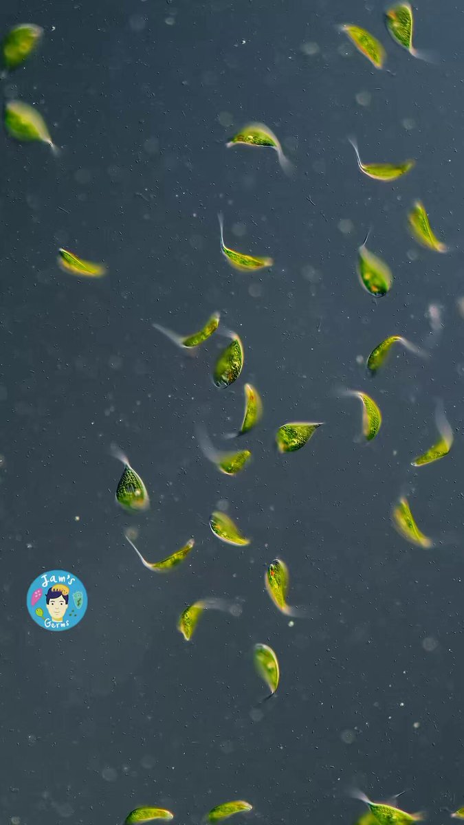 Chai Siris on Twitter "RT jam_and_germs Phacus lismorensis dancing